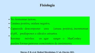 Fisiología
No fermentan lactosa.
Catalasa positiva, oxidasa negativa.
Capacesde descomponer urea (ureasa positiva), incrementan
el pH, predisponen a cálculos urinarios.
Sonmuy móviles: en agar sangre o MacConkey
pueden formar patrones concéntricos de crecimiento.
Murray, P. R. et al. Medical Microbiology, 9.ª ed., Elsevier, 2021.
 