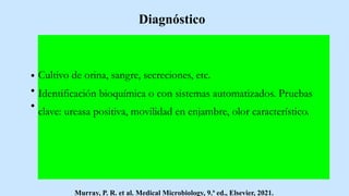 Diagnóstico
Cultivo de orina, sangre, secreciones, etc.
Identificación bioquímica o con sistemas automatizados. Pruebas
clave: ureasa positiva, movilidad en enjambre, olor característico.
Murray, P. R. et al. Medical Microbiology, 9.ª ed., Elsevier, 2021.
 
