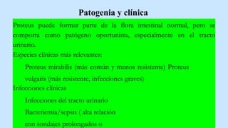 Patogenia y clínica
Proteus puede formar parte de la flora intestinal normal, pero se
comporta como patógeno oportunista, especialmente en el tracto
urinario.
Especies clínicas más relevantes:
Proteus mirabilis (más común y menos resistente) Proteus
vulgaris (más resistente, infecciones graves)
Infecciones clínicas
Infecciones del tracto urinario
Bacteriemia/sepsis ( alta relación
con sondajes prolongados o
 