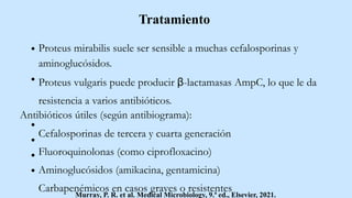 Tratamiento
Proteus mirabilis suele ser sensible a muchas cefalosporinas y
aminoglucósidos.
Proteus vulgaris puede producir β-lactamasas AmpC, lo que le da
resistencia a varios antibióticos.
Antibióticos útiles (según antibiograma):
Cefalosporinas de tercera y cuarta generación
Fluoroquinolonas (como ciprofloxacino)
Aminoglucósidos (amikacina, gentamicina)
Carbapenémicos en casos graves o resistentes
Murray, P. R. et al. Medical Microbiology, 9.ª ed., Elsevier, 2021.
 
