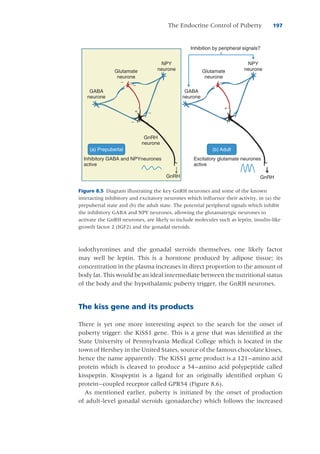 The Endocrine Control of Puberty-Hormonal change during puberty | PDF
