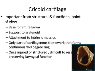 10. LARYNX AND TRACHEA.pptxxxxxxxxxxxxxxxxxx | PPTX