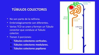 10.-TEORIA-Histología RIÑON II-TUBULOS Y CALICES RENALES,PELVIS RENAL ...