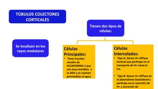 10.-TEORIA-Histología RIÑON II-TUBULOS Y CALICES RENALES,PELVIS RENAL ...