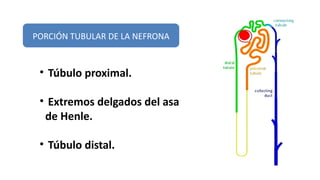 10.-TEORIA-Histología RIÑON II-TUBULOS Y CALICES RENALES,PELVIS RENAL ...