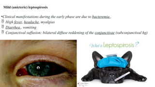 10.2 leptospirosis.pptx gfsftzffcsftsftdv | PPTX