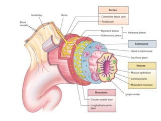10. GIS Pathologies for PH.pptx Gastrointestinal Pathology | PPTX