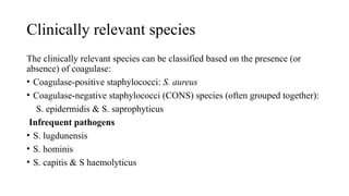 Clinically relevant species
The clinically relevant species can be classified based on the presence (or
absence) of coagulase:
• Coagulase-positive staphylococci: S. aureus
• Coagulase-negative staphylococci (CONS) species (often grouped together):
S. epidermidis & S. saprophyticus
Infrequent pathogens
• S. lugdunensis
• S. hominis
• S. capitis & S haemolyticus
 