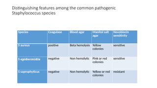 Distinguishing features among the common pathogenic
Staphylococcus species
Species Coagulase Blood agar Manitol salt
agar
Novobiocin
sensitivity
S aureus positive Beta hemolysis Yellow
colonies
sensitive
S epidermidis negative Non hemolytic Pink or red
colonies
sensitive
S saprophyticus negative Non hemolytic Yellow or red
colonies
resistant
 