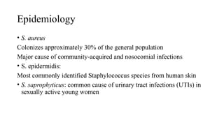 Epidemiology
• S. aureus
Colonizes approximately 30% of the general population
Major cause of community-acquired and nosocomial infections
• S. epidermidis:
Most commonly identified Staphylococcus species from human skin
• S. saprophyticus: common cause of urinary tract infections (UTIs) in
sexually active young women
 