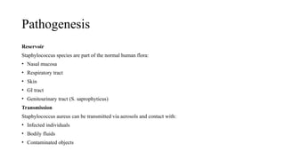 Pathogenesis
Reservoir
Staphylococcus species are part of the normal human flora:
• Nasal mucosa
• Respiratory tract
• Skin
• GI tract
• Genitourinary tract (S. saprophyticus)
Transmission
Staphylococcus aureus can be transmitted via aerosols and contact with:
• Infected individuals
• Bodily fluids
• Contaminated objects
 