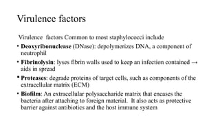Virulence factors
Virulence factors Common to most staphylococci include
• Deoxyribonuclease (DNase): depolymerizes DNA, a component of
neutrophil
• Fibrinolysin: lyses fibrin walls used to keep an infection contained →
aids in spread
 Proteases: degrade proteins of target cells, such as components of the
extracellular matrix (ECM)
• Biofilm: An extracellular polysaccharide matrix that encases the
bacteria after attaching to foreign material. It also acts as protective
barrier against antibiotics and the host immune system
 