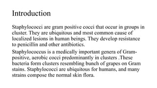 Introduction
Staphylococci are gram positive cocci that occur in groups in
cluster. They are ubiquitous and most common cause of
localized lesions in human beings. They develop resistance
to penicillin and other antibiotics.
Staphylococcus is a medically important genera of Gram-
positive, aerobic cocci predominantly in clusters .These
bacteria form clusters resembling bunch of grapes on Gram
stains. Staphylococci are ubiquitous for humans, and many
strains compose the normal skin flora.
 