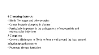 4 Clumping factor A:
• Binds fibrinogen and other proteins
• Causes bacteria clumping in plasma
• Particularly important in the pathogenesis of endocarditis and
endovascular infections
5 Coagulase
• Converts fibrinogen to fibrin to form a wall around the local area of
infection (pseudocapsule)
• Promotes abscess formation
 