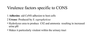 Virulence factors specific to CONS
1 Adhesins: aid CoNS adhesion to host cells
2 Urease: Produced by S. saprophyticus
• Hydrolyzes urea to produce C02 and ammonia resulting in increased
urine pH
• Makes it particularly virulent within the urinary tract
 