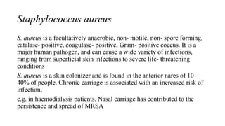 Staphylococcus aureus
S. aureus is a facultatively anaerobic, non- motile, non- spore forming,
catalase- positive, coagulase- positive, Gram- positive coccus. It is a
major human pathogen, and can cause a wide variety of infections,
ranging from superficial skin infections to severe life- threatening
conditions
S. aureus is a skin colonizer and is found in the anterior nares of 10–
40% of people. Chronic carriage is associated with an increased risk of
infection,
e.g. in haemodialysis patients. Nasal carriage has contributed to the
persistence and spread of MRSA
 
