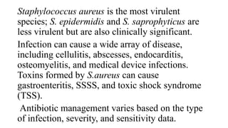 Staphylococcus aureus is the most virulent
species; S. epidermidis and S. saprophyticus are
less virulent but are also clinically significant.
Infection can cause a wide array of disease,
including cellulitis, abscesses, endocarditis,
osteomyelitis, and medical device infections.
Toxins formed by S.aureus can cause
gastroenteritis, SSSS, and toxic shock syndrome
(TSS).
Antibiotic management varies based on the type
of infection, severity, and sensitivity data.
 
