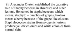 Sir Alexander Oysten established the causative
role of Staphylococcus in abscesses and other
lesions. He named in staphylococcus which
means, staphylo – bunches of grapes, kokkos
means a berry because of the grape like clusters.
Staphylococcae strains from pyogenic lesions
produce yellow colonies and white colonies from
normal skin.
 