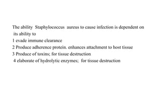 The ability Staphylococcus aureus to cause infection is dependent on
its ability to
1 evade immune clearance
2 Produce adherence protein. enhances attachment to host tissue
3 Produce of toxins; for tissue destruction
4 elaborate of hydrolytic enzymes; for tissue destruction
 