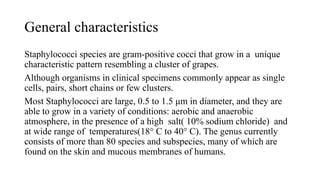 General characteristics
Staphylococci species are gram-positive cocci that grow in a unique
characteristic pattern resembling a cluster of grapes.
Although organisms in clinical specimens commonly appear as single
cells, pairs, short chains or few clusters.
Most Staphylococci are large, 0.5 to 1.5 μm in diameter, and they are
able to grow in a variety of conditions: aerobic and anaerobic
atmosphere, in the presence of a high salt( 10% sodium chloride) and
at wide range of temperatures(18° C to 40° C). The genus currently
consists of more than 80 species and subspecies, many of which are
found on the skin and mucous membranes of humans.
 