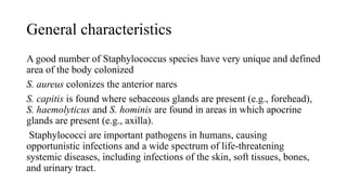 General characteristics
A good number of Staphylococcus species have very unique and defined
area of the body colonized
S. aureus colonizes the anterior nares
S. capitis is found where sebaceous glands are present (e.g., forehead),
S. haemolyticus and S. hominis are found in areas in which apocrine
glands are present (e.g., axilla).
Staphylococci are important pathogens in humans, causing
opportunistic infections and a wide spectrum of life-threatening
systemic diseases, including infections of the skin, soft tissues, bones,
and urinary tract.
 