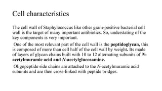 Cell characteristics
The cell wall of Staphylococcus like other gram-positive bacterial cell
wall is the target of many important antibiotics. So, understating of the
key components is very important.
One of the most relevant part of the cell wall is the peptidoglycan, this
is composed of more than cell half of the cell wall by weight. Its made
of layers of glycan chains built with 10 to 12 alternating subunits of N-
acetylmuramic acid and N-acetylglucosamine.
Oligopeptide side chains are attached to the N-acetylmuramic acid
subunits and are then cross-linked with peptide bridges.
 