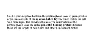 Unlike gram-negative bacteria, the peptidoglycan layer in gram-positive
organisms consists of many cross-linked layers, which makes the cell
wall more rigid. The enzymes that catalyze construction of the
peptidoglycan layer are called penicillin-binding proteins because
these are the targets of penicillins and other β-lactam antibiotics
 