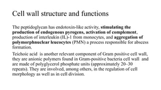 Cell wall structure and functions
The peptidoglycan has endotoxin-like activity, stimulating the
production of endogenous pyrogens, activation of complement,
production of interleukin (IL)-1 from monocytes, and aggregation of
polymorphnuclear leucocytes (PMN) a process responsible for abscess
formation.
Teichoic acid is another relevant component of Gram positive cell wall,
they are anionic polymers found in Gram-positive bacteria cell wall and
are made of polyglycerol phosphate units (approximately 20–30
repeats). They are involved, among others, in the regulation of cell
morphology as well as in cell division.
 