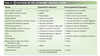 Comprehensive Overview of the Human Nervous System Functions and ...