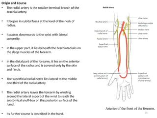10. ANTERIOR COMPARTMENT OF THE ARM.pptx