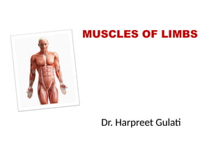 Good Limbs Comprehensive Overview of Limb Muscles: Upper and Lower Limb Anatomy ...