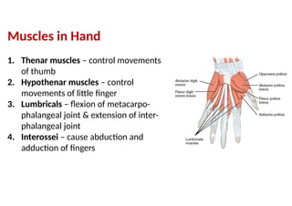 Comprehensive Overview of Limb Muscles: Upper and Lower Limb Anatomy ...