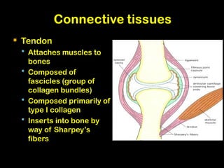 Comprehensive Overview of Tendon and Ligament Injuries: Diagnosis and ...