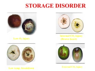 STORAGE DISORDER
Low O₂ injury
Internal CO₂ injury
(Brown heart)
Low temp. breakdown
External CO₂ injury
 