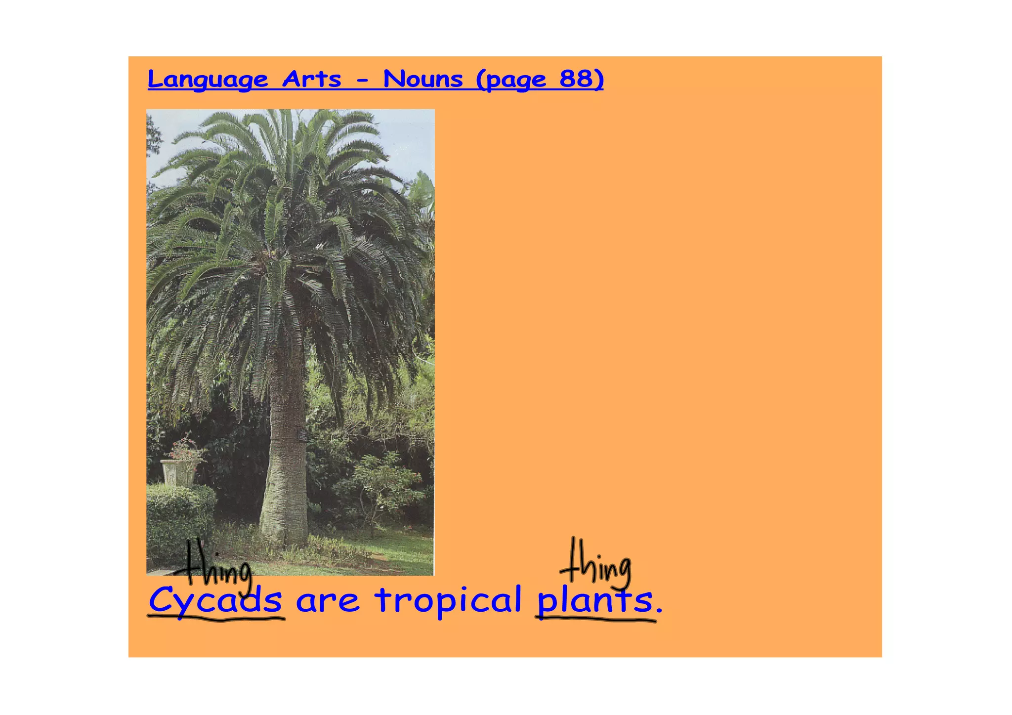Language Arts - Nouns (page 88)




Cycads are tropical plants.
 