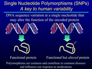 Single Nucleotide Polymorphisms (SNPs) A key to human variability DNA sequence variation at a single nucleotide that may alter the function of the encoded protein  Polymorphisms are common and   contribute to common diseases and influence our response to medications * Functional but  altered  protein Functional protein 