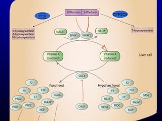 CYP2C9 7-hydroxywarfarin 6-hydroxywarfarin 8-hydroxywarfarin 10-hydroxywarfarin CYP1A1 CYP1A2 CYP3A4 