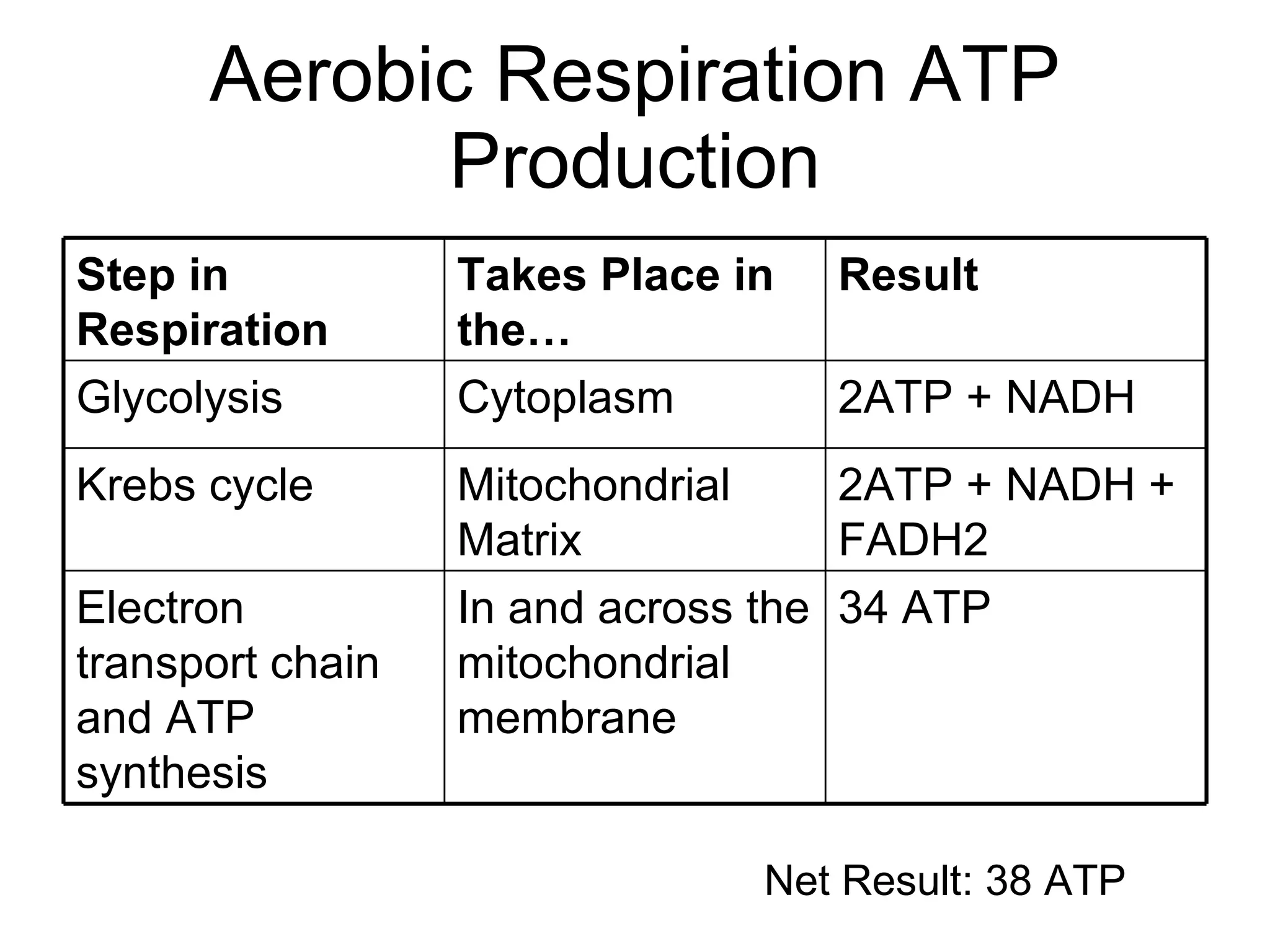 Aerobic Respiration ATP Production Net Result: 38 ATP 34 ATP In and across the mitochondrial membrane Electron transport chain and ATP synthesis 2ATP + NADH + FADH2 Mitochondrial Matrix Krebs cycle 2ATP + NADH Cytoplasm Glycolysis Result Takes Place in the… Step in Respiration 