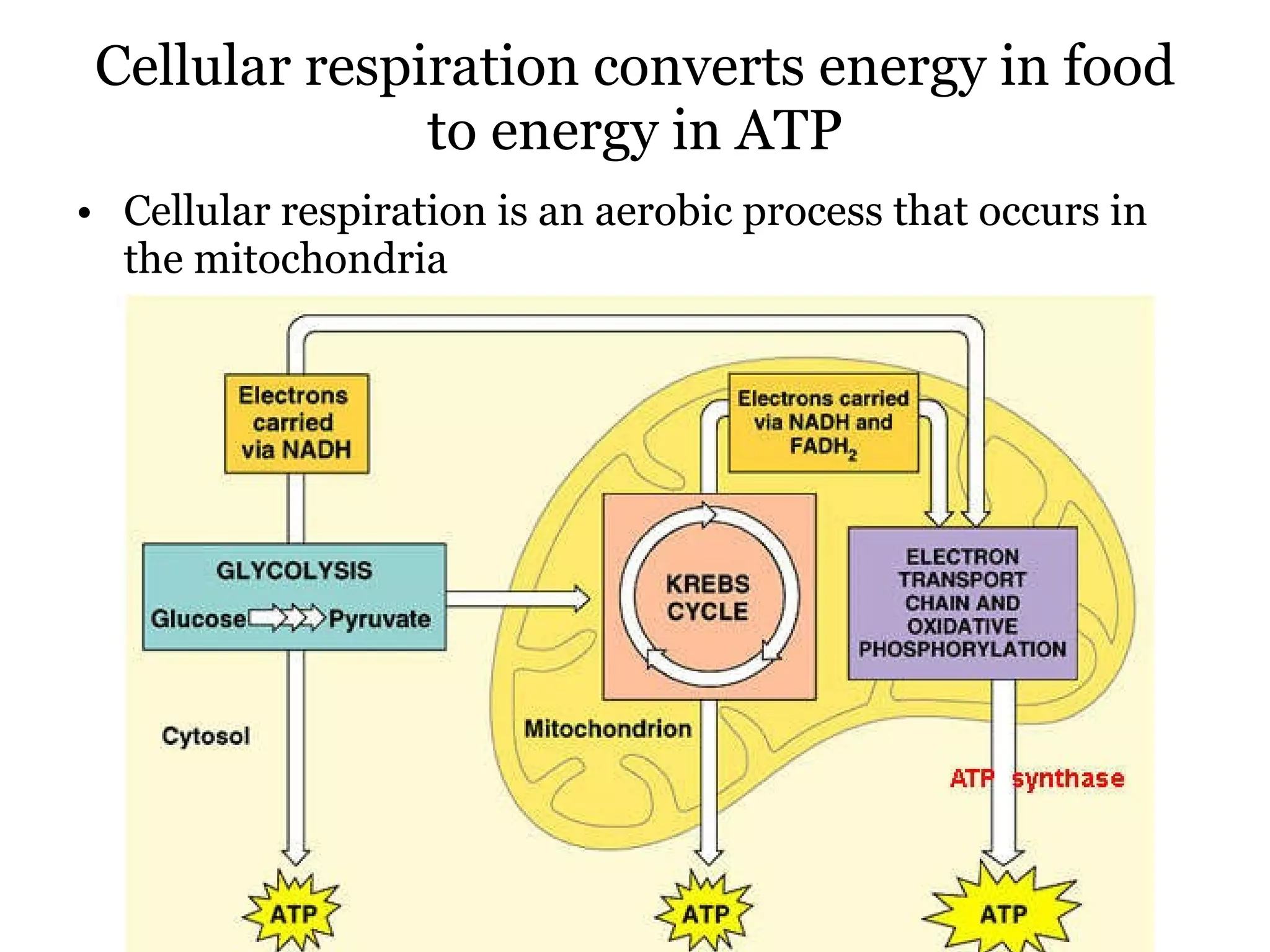 Cellular respiration converts energy in food to energy in ATP Cellular respiration is an aerobic process that occurs in the mitochondria 