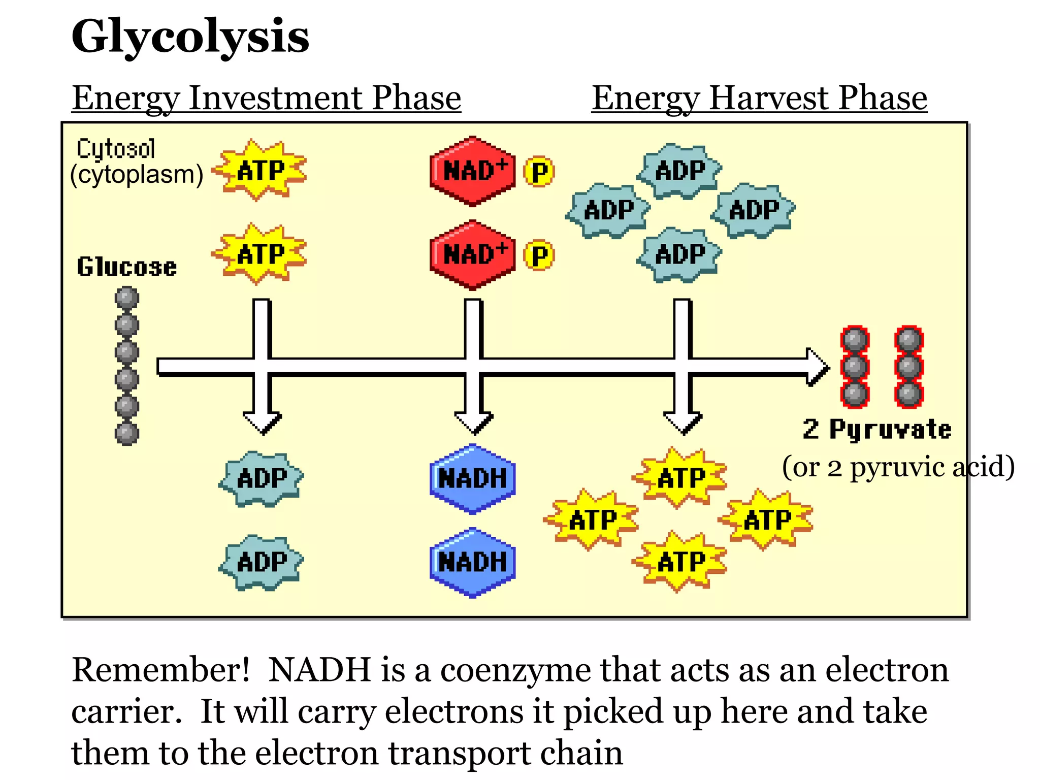 Glycolysis Energy Investment Phase Energy Harvest Phase Remember!  NADH is a coenzyme that acts as an electron carrier.  It will carry electrons it picked up here and take them to the electron transport chain (or 2 pyruvic acid) (cytoplasm) 