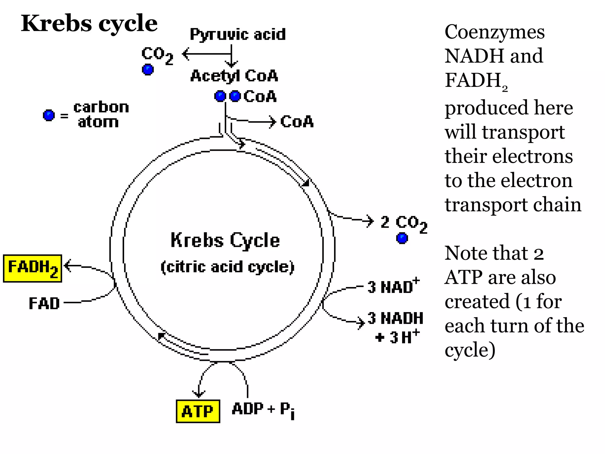 Krebs cycle Coenzymes NADH and FADH 2  produced here will transport their electrons to the electron transport chain Note that 2 ATP are also created (1 for each turn of the cycle) 