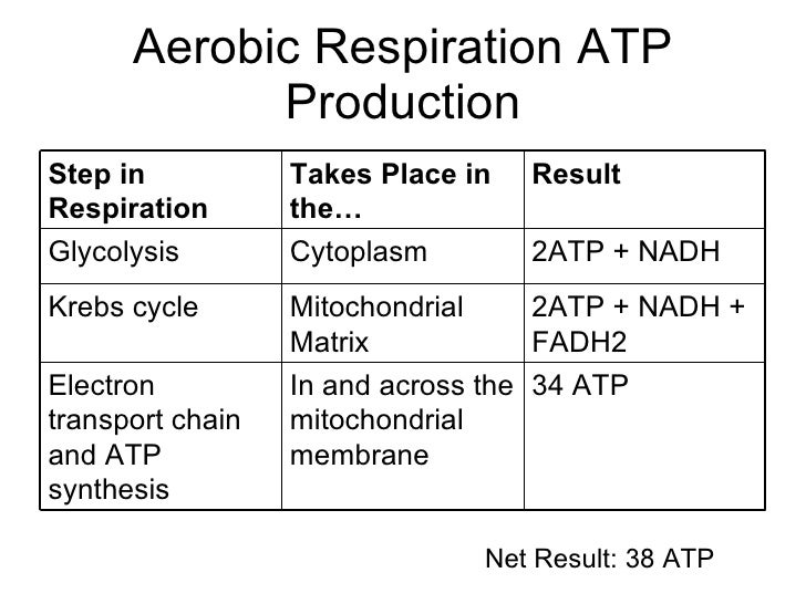 Cell Respiration (part 2)