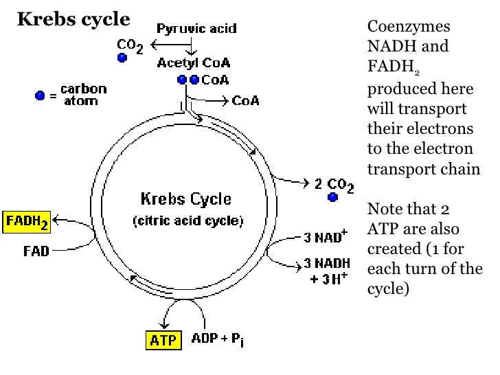 Cell Respiration (part 2)