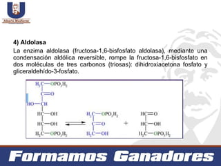 Aspectos generales del Metabolismo | PPT