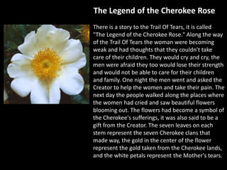 The Legend of the Cherokee Rose
There is a story to the Trail Of Tears, it is called
"The Legend of the Cherokee Rose." Along the way
of the Trail Of Tears the woman were becoming
weak and had thoughts that they couldn't take
care of their children. They would cry and cry, the
men were afraid they too would lose their strength
and would not be able to care for their children
and family. One night the men went and asked the
Creator to help the women and take their pain. The
next day the people walked along the places where
the women had cried and saw beautiful flowers
blooming out. The flowers had become a symbol of
the Cherokee's sufferings, it was also said to be a
gift from the Creator. The seven leaves on each
stem represent the seven Cherokee clans that
made way, the gold in the center of the flower
represent the gold taken from the Cherokee lands,
and the white petals represent the Mother's tears.
 