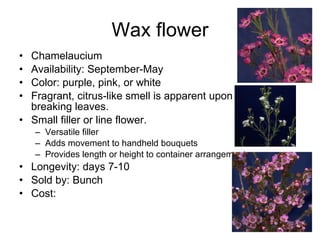 Wax flower Chamelaucium Availability: September-May Color: purple, pink, or white Fragrant, citrus-like smell is apparent upon breaking leaves. Small filler or line flower.  Versatile filler Adds movement to handheld bouquets Provides length or height to container arrangements. Longevity: days 7-10 Sold by: Bunch Cost: 