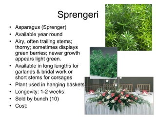 Sprengeri Asparagus (Sprenger) Available year round Airy, often trailing stems; thorny; sometimes displays green berries; newer growth appears light green.  Available in long lengths for garlands & bridal work or short stems for corsages Plant used in hanging baskets Longevity: 1-2 weeks Sold by bunch (10) Cost: 