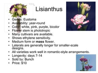 Lisianthus Genus: Eustoma Availability: year-round Color: white, pink, purple, bicolor Flower stem is phototropic Many cultivars are available.  Shows ethylene sensitivity. Medium form or  mass  flower. Laterals are generally longer for smaller-scale designs.  All varieties work well in romantic-style arrangements. Longevity: days 7-14 Sold by: Bunch Price: $10 