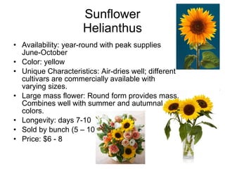 Sunflower Helianthus Availability: year-round with peak supplies June-October Color: yellow Unique Characteristics: Air-dries well; different cultivars are commercially available with varying sizes. Large mass flower: Round form provides mass. Combines well with summer and autumnal colors. Longevity: days 7-10 Sold by bunch (5 – 10) Price: $6 - 8 