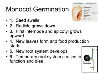 Monocot Germination 1.  Seed swells 2.  Radicle grows down 3.  First internode and epicotyl grows upward 4.  New leaves form and food production starts 5.  New root system develops 6.  Temporary root system ceases to function and dies 